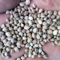 80斤/袋鳥食線麻子、鳥料火麻仁、油料火麻仁 花肥線麻子運費到付