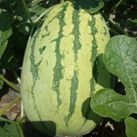 巨型西瓜種子高產(chǎn)特大懶漢西瓜種籽無(wú)籽甜王孑超甜南方春季西瓜籽