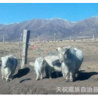 高原牦牛養(yǎng)殖項目 甘南瑪曲牦牛 阿壩牦牛 天祝白牦牛