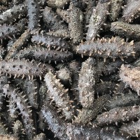 辰潤海產品廠家直供大連頂火生海參高刺拉缸鹽海參干貨海參批發(fā)