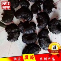 江北靈芝之鄉無柄黑靈芝原產地黒芝個切片現貨批發