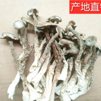 福建特產三明鹿茸菇食用菌干貨一件代發(fā)大貨批發(fā)產地批發(fā) 2件起批