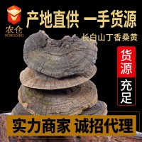 長(zhǎng)白山桑黃靈芝 暴馬丁香樹(shù)桑黃 暴馬桑耳桑黃 鮑氏層孔菌