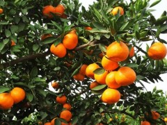 南方種什么水果賺錢最快？水果種植的致富密碼