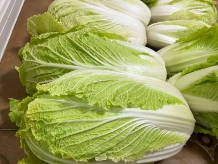 大白菜缺磷不用愁！教你識(shí)別癥狀以及如何解決