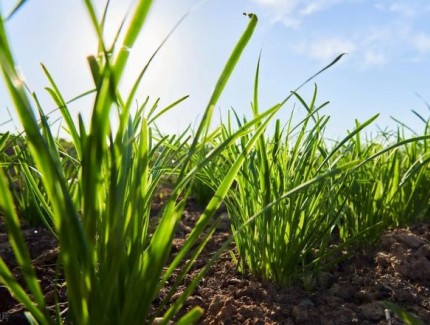 韭菜能和蔥一起種植嗎？教你科學種植方法