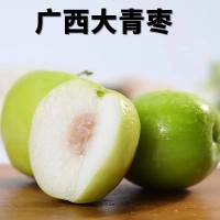 廣西大青棗牛奶棗新鮮采摘脆甜多汁產(chǎn)地直發(fā)整箱批發(fā)代發(fā)包郵貿易
