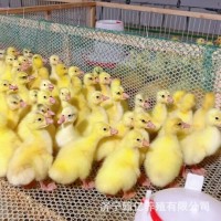 小鵝活苗四季大白鵝苗產(chǎn)蛋王幼苗皖西鵝崽三花鵝仔兒童寵物鵝活體