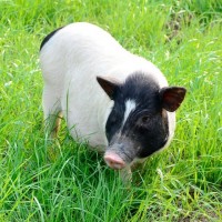 純種巴馬香豬幼仔小豬崽寵物香豬小香豬幼崽巴馬香豬活苗寵物香豬