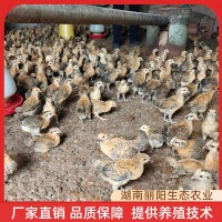 批發(fā)雞苗脫溫青腳土雞苗活體半斤重幼崽一個月架子雞適合農(nóng)村放養(yǎng)