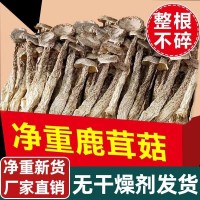 鹿茸菇干貨500g云南特產(chǎn)脆脆菇菌包材料營(yíng)養(yǎng)煲湯佳品50g