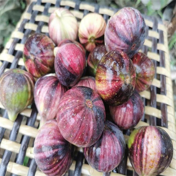 u=2198275508,116474399&fm=199&app=68&f=JPEG_w=750&h=750&s=FD83609100C0FEF0848CD3AE0300F023