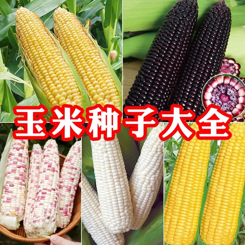 O1CN01ts6dMn2EQ3icABo9Z_!!2216616288738-0-cib