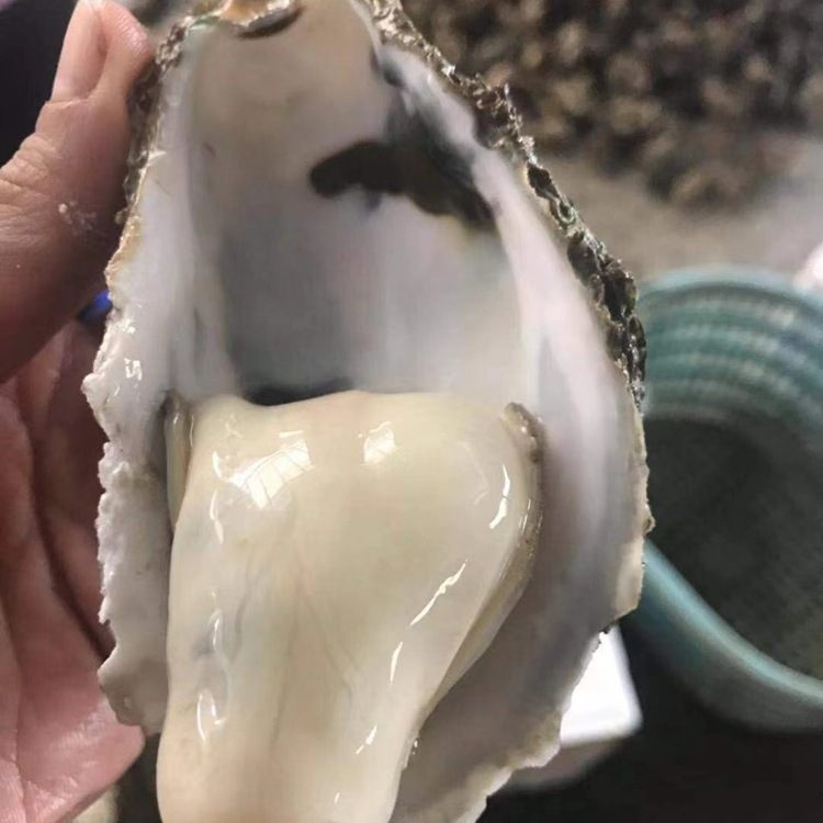 O1CN01TJyXaJ2MqdRR2P9fh_!!2211626439879-0-cib