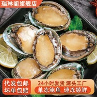 新鮮冷凍大號鮑魚現貨速凍鮑魚佛跳墻原料帶殼鮑魚海鮮水產批發(fā)