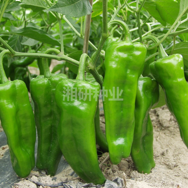 O1CN01ccuzcf1yASNZEB6h1_!!965326538-0-cib