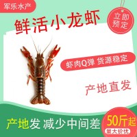 鮮活小龍蝦批發(fā)50斤 餐館餐飲批發(fā)水產(chǎn)市場活體小龍蝦新鮮大龍蝦