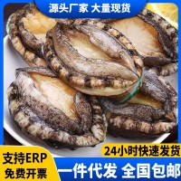 鮑魚新鮮冷凍新鮮海鮮帶殼加熱即食鮑魚撈飯汁飯火鍋食材商用批發